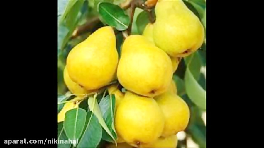 Груша Колоновидная Медовая Описание Сорта Фото Отзывы – Telegraph