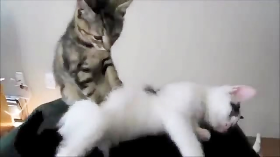 Кошка Хочет Секса