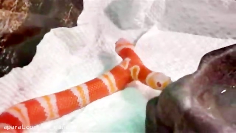 Двухголовые Фаллоимитаторы