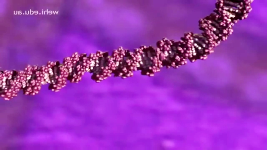 Dna Replication Animation