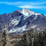 امید برای پرتیکان