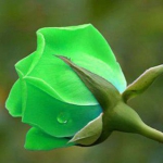 علی (فَلَا تَدعُوا مَعَ اللَّهِ اَحَدا)