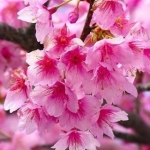 زهره 1369