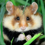 Cute animals