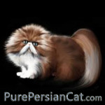 purepersiancat.com