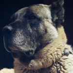 persianmastiff