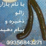 زالو