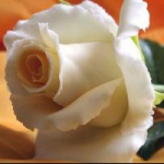 خیمه گاه اباالفضل(ع)-رافضی- حضرت ابولولو علیه سلام