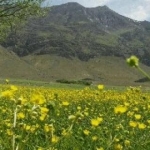 جوادعیدی ۰۹۱۸۶۲۹۳۱۱۵