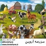حشرات