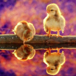 زرند جوجه( دنبالم کنید دنبال میکنم )