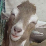 مهدی