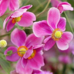 *خوش گلدیز*