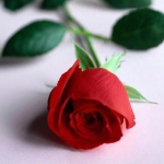 فرزین محمدی