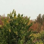 دنیای اسلایم