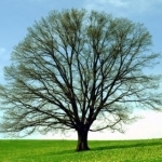 آموزش زبان دایلو