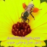 عسل کوهی
