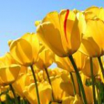 سعید منصوری. saeedmansouri.blogfa.com
