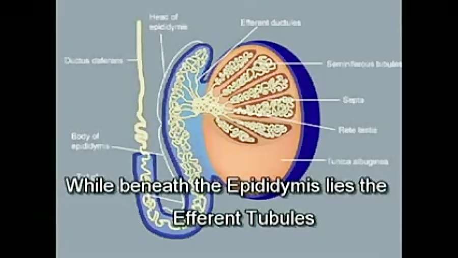 Testis. Образование придатка яичка. Testis structure.