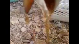 استفراغ فلاکس چای ! جراحی زیبایی پلک