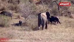حمله خونین فیل خشمگین به یک گا...