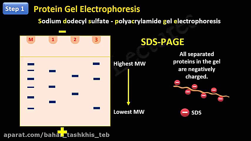 Western Blotting (Immunoblotting) : Principle and Complete Procedure Explained ! ایوانبرادین