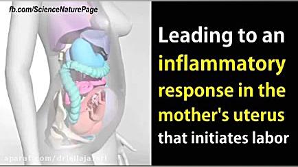 بارداری دکتر لیلا جعفری