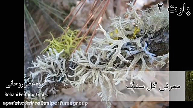 معرفی گل سنگ از گروه چوب و خزه - پارت دوم زمان48ثانیه