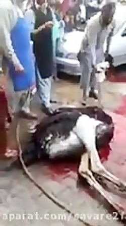 صحنه خونین و دلخراش ذبح و سر ب...