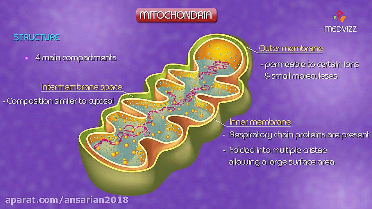 Mitochondria structure and function | Cell Physiology medical animation کاشت ابرو