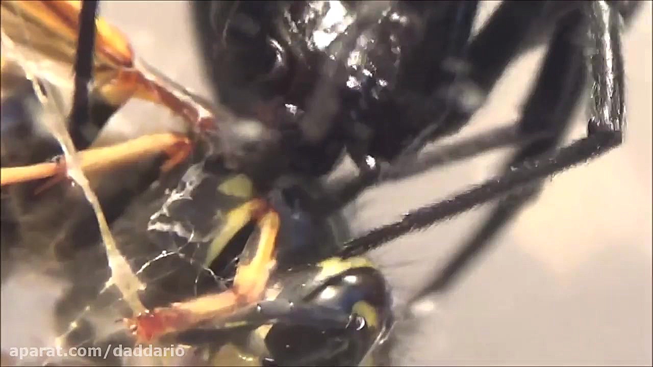 شکار زنبور ملکه توسط عنکبوت بیوه سیاه زمان255ثانیه