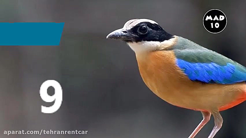 پوستر بزرگ