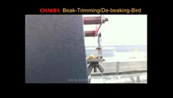 نوک چینی در جوجه ها