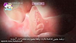 هفته هشتم بارداری هفته هشتم حا...