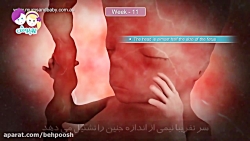 هفته یازدهم بارداری هفته یازده...