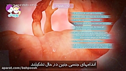 هفته دوازدهم بارداری هفته دواز...