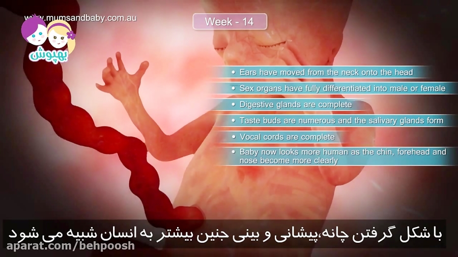 هفته چهاردهم بارداری هفته چهار...