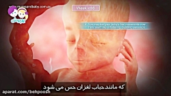 هفته شانزدهم بارداری هفته شانز...