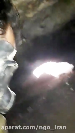 شایعه لانه خفاش ها