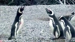 جنگ خونین پنگوئن های نر