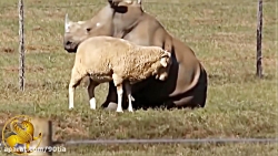 فیلم های واقعی از دوستی های عج...