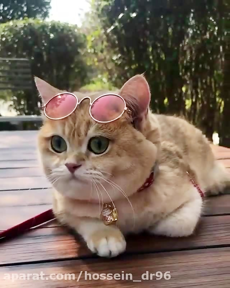 Кошки с розовыми очками