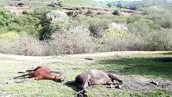 با قربانیان نجیب قاچاق  کشتار...