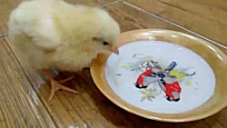 آب خوردن جوجه ماشینی ( کلیپ رح...