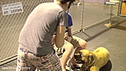 Dog Training 101: How to Train...