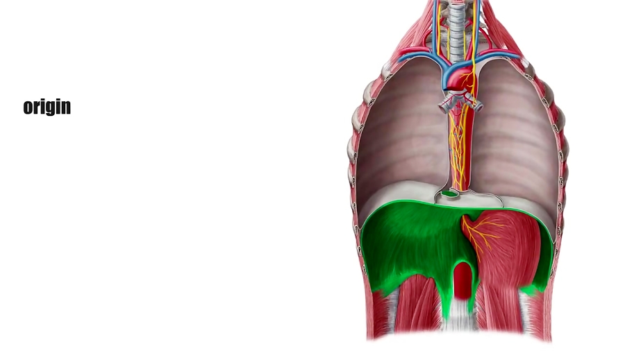 Diaphragm - Definition, Function, Muscle Anatomy - Human Anatomy | Kenhub