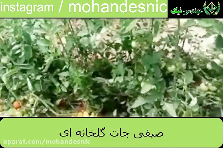 صیفی جات گلخانه ای