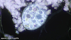 دنیای نادیدنی و زیبای میکروب ه...