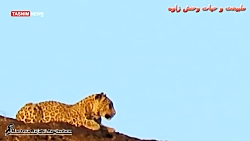 مشاهده پلنگ ایرانی در خراسان رضوی مشاهده پلنگ ایرانی در خراسان رضوی
