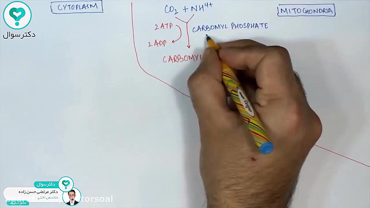چرخه اوره دربدن (دکترسوال) پالبوسیکلیب